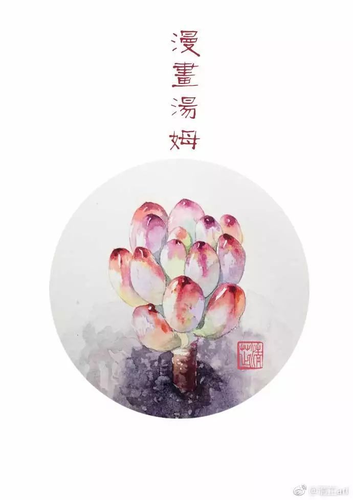 多肉上色太漂亮了,多肉上色前后对比