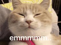 为什么现在年轻人喜欢养猫,为什么现在的年轻人都喜欢养猫咪