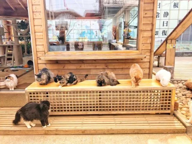 为什么现在年轻人喜欢养猫,为什么现在的年轻人都喜欢养猫咪