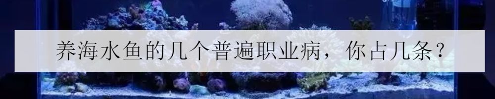 海水小百科四间雀,海底小百科帝王蟹