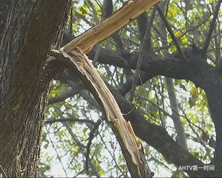 老人被马蜂蜇死人的事件,男子掏马蜂窝被蜇身亡