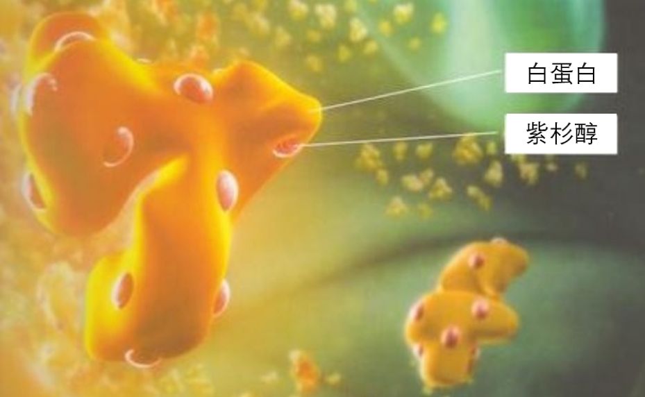 白蛋白紫杉醇化疗药的作用原理,化疗药白蛋白紫杉醇的毒副作用