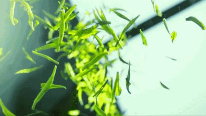 南靖茶旅融合,茶旅融合的风景