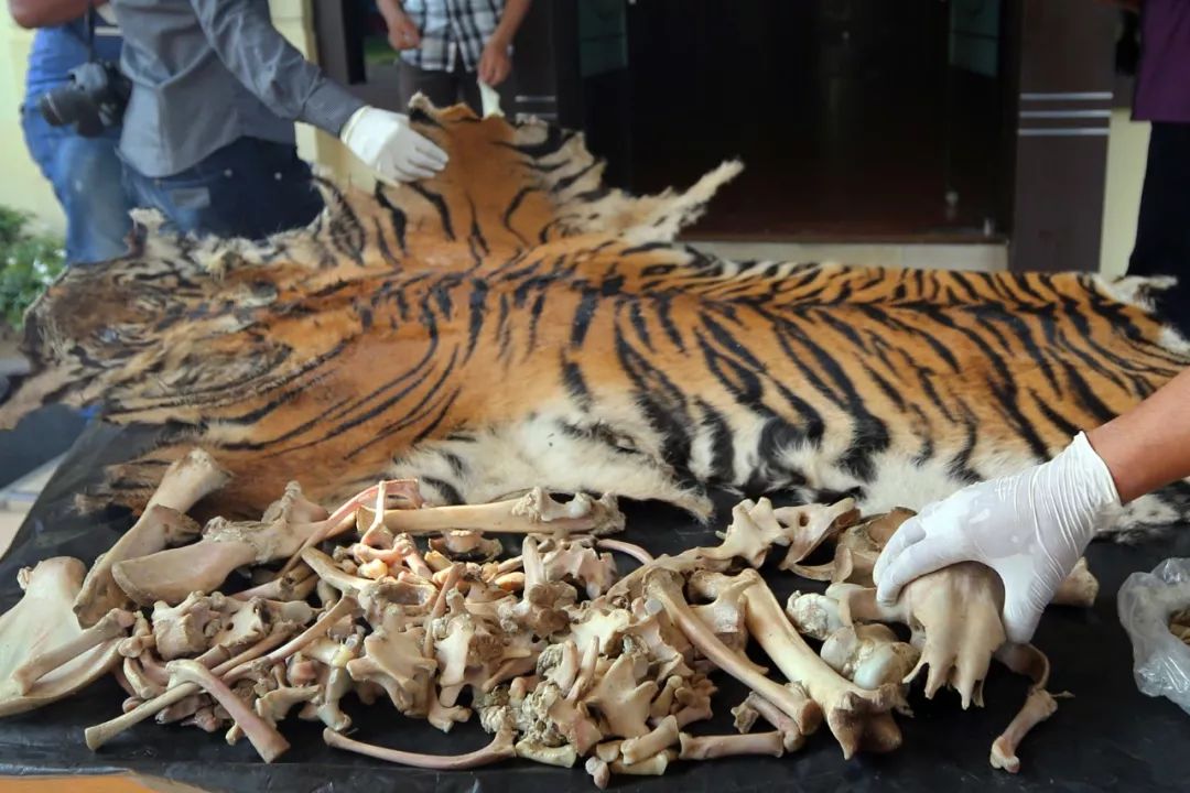 閲庣敓鍔ㄧ墿瑙ｇ,瑙ｇ閲庣敓鍔ㄧ墿