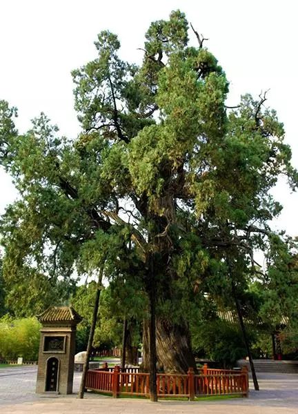 黄帝陵天下第一陵,天下第一黄帝陵