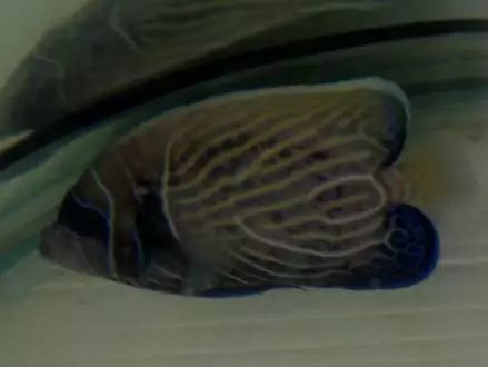 海水鱼得了白点病最快的治疗方法,鱼友分享鱼病大全