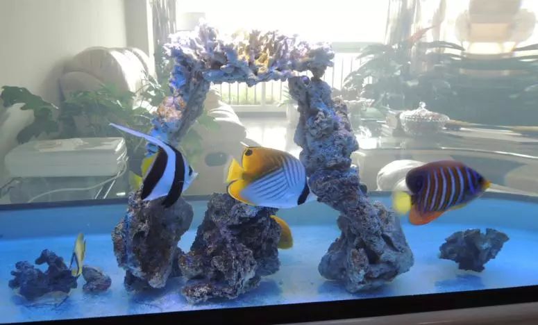 海水鱼得了白点病最快的治疗方法,鱼友分享鱼病大全