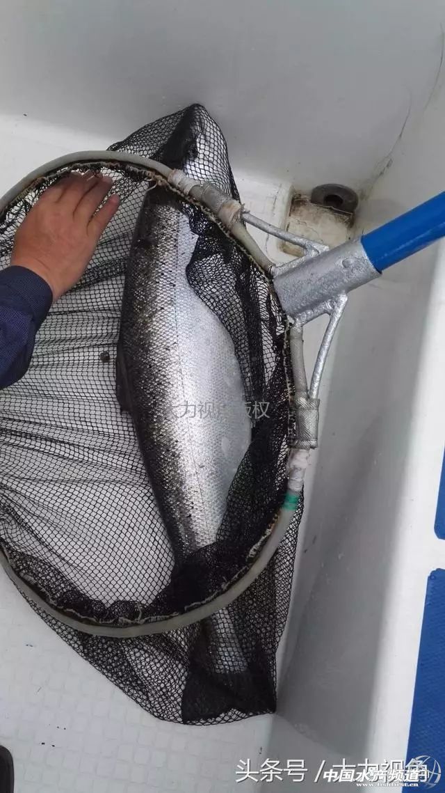 鏈濋矞榛勬捣娴烽矞,鏈濋矞娴峰煙鐗硅壊娴烽矞