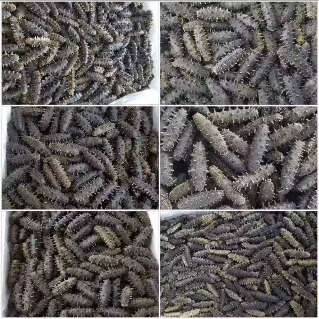 神奇的海参!女人不老、男人不虚,延年益寿,现在知道还不晚……