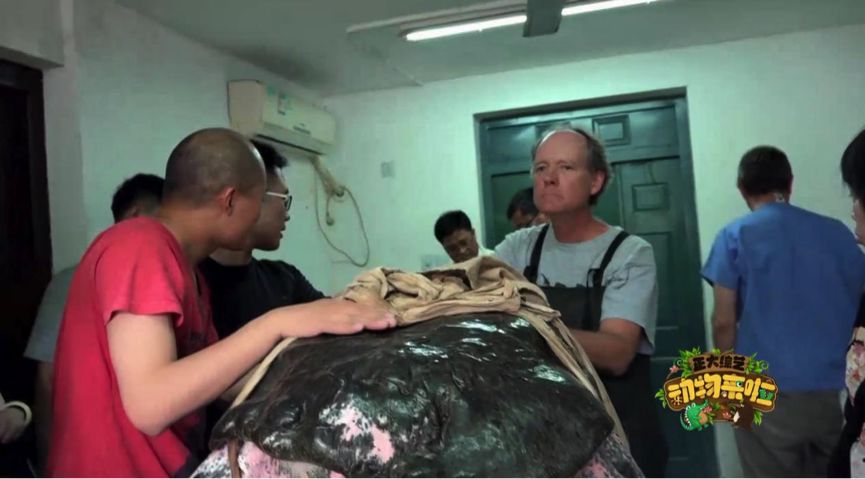 全球仅存三只斑鳖,全球仅存两只斑鳖