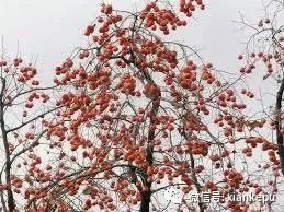 柿子被称为“果中圣品”，吃柿子应该注意啥？