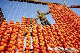 柿子被称为“果中圣品”，吃柿子应该注意啥？