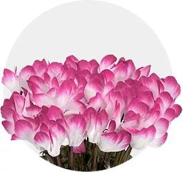 双11的第六天：给大家安利这款冬日绝不可错过的兔耳朵花