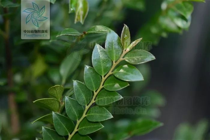 小叶紫檀的树是怎样的,小叶紫檀与山柿子树的区别