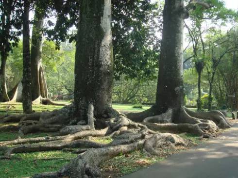 植物界中的世界之最,植物界的吉尼斯阅读题