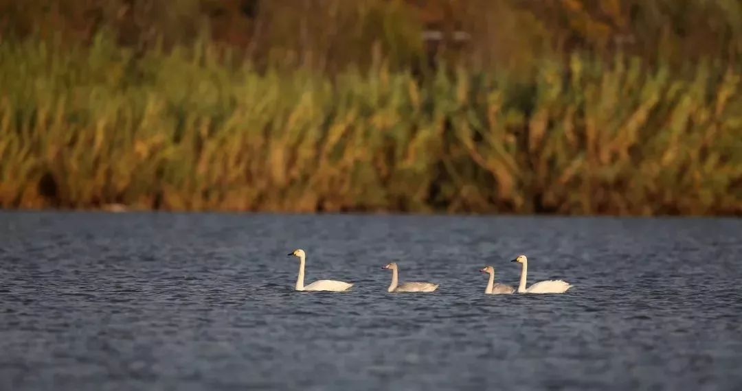 徐州秋景哪个地方最好看,徐州周边赏秋景的地方