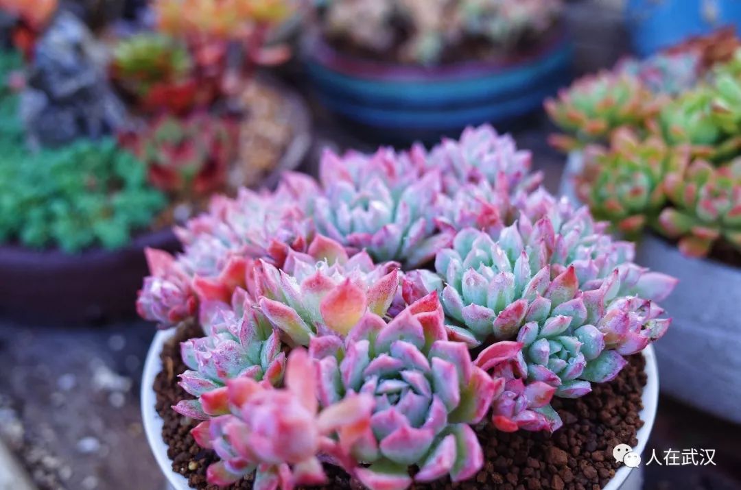花市买10元3盆多肉,武汉多肉花卉便宜