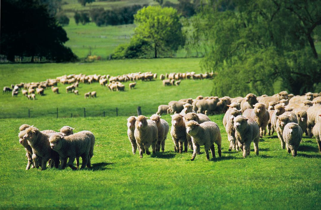 双11直降|100%澳洲进口细羊毛,防尘抗螨,吸湿排汗,每天都像睡在云朵里