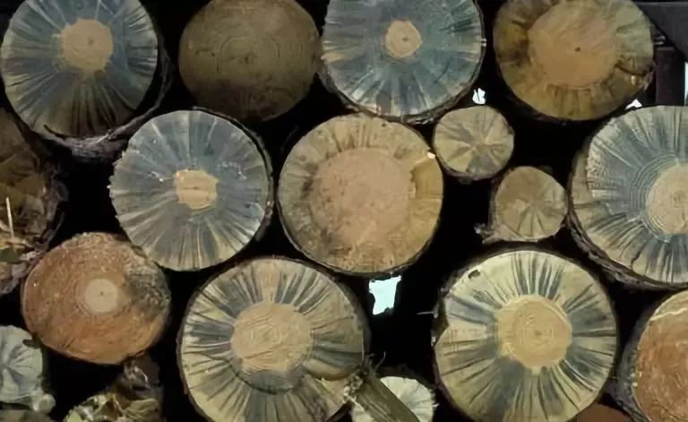 松材线虫病的防治措施有哪些,松材线虫病防控知识大全