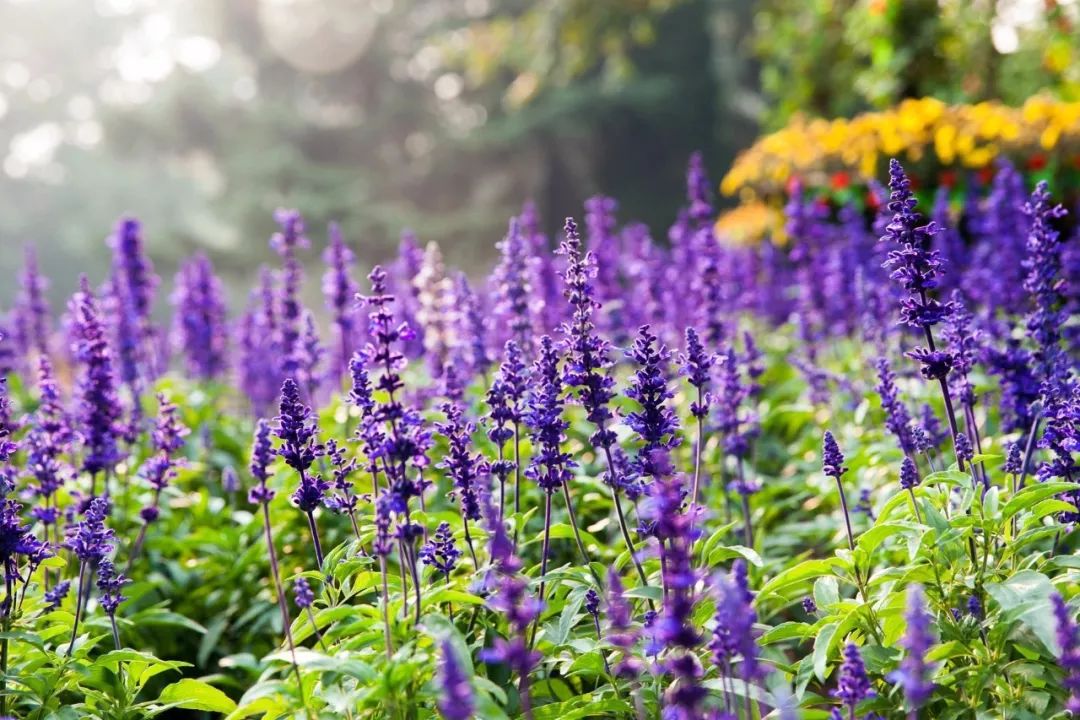 失眠最快入睡的中医方,中老年重度失眠安神助眠神器
