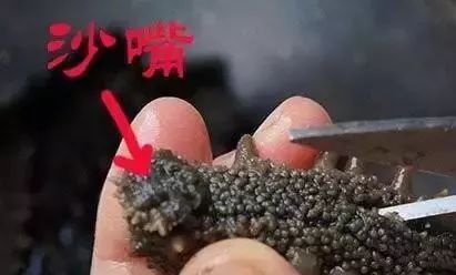 青岛的海参好还是大连的海参好,大连海参怎么买才正确