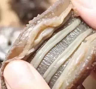 青岛的海参好还是大连的海参好,大连海参怎么买才正确