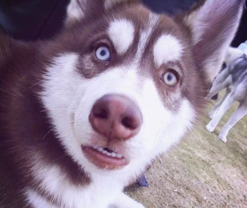 学英语英式口音和美式口语哪个好,重磅来袭用英文怎么说