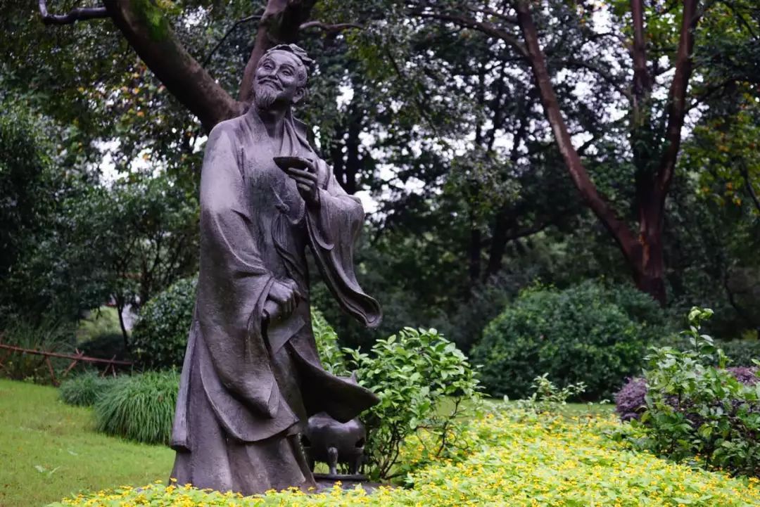 龙井茶每日一茶,龙井茶一天中最佳饮茶时间