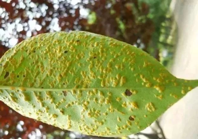 黄金梨高产栽培技术梨树论坛,梨树高产秘方