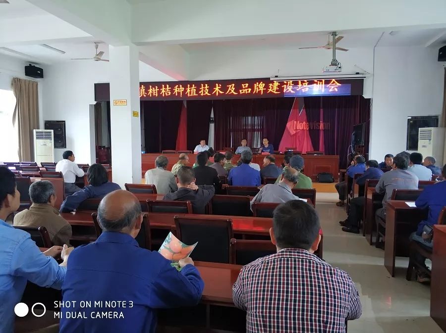 兴山峡口柑橘,茶山柑橘