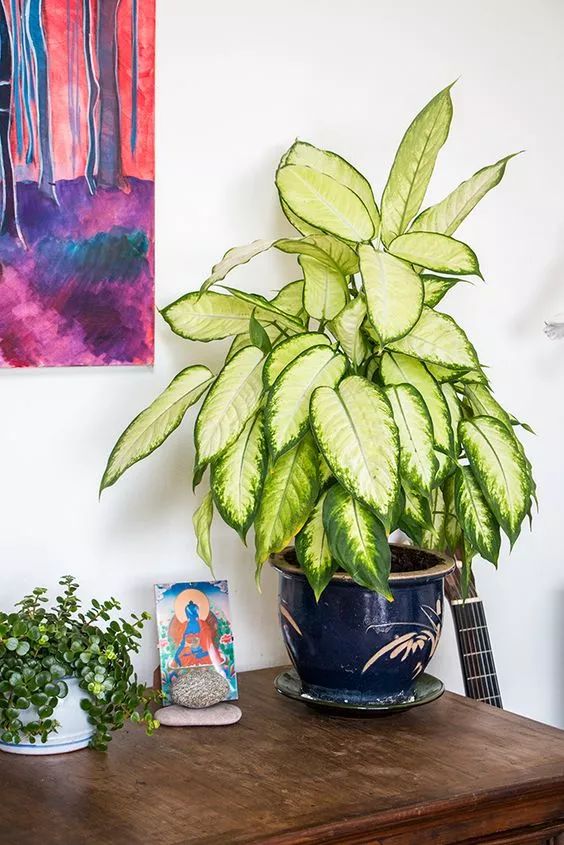 蝎子花放在卧室有毒吗,满天星花有毒吗能在卧室养吗