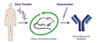 深度解密：PD-1战国时代，如何从单抗的结构和临床前药物特征，评价PD-1单抗的整体性能