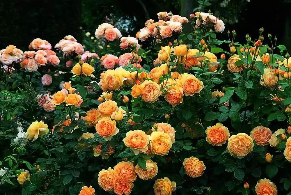 如何给藤本月季打造一面花墙,藤本月季种几棵才能出花墙的效果