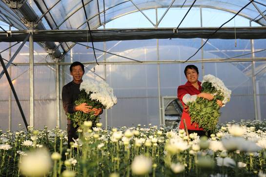 纳雍大棚蔬菜种植基地,脱贫致富蔬菜大棚