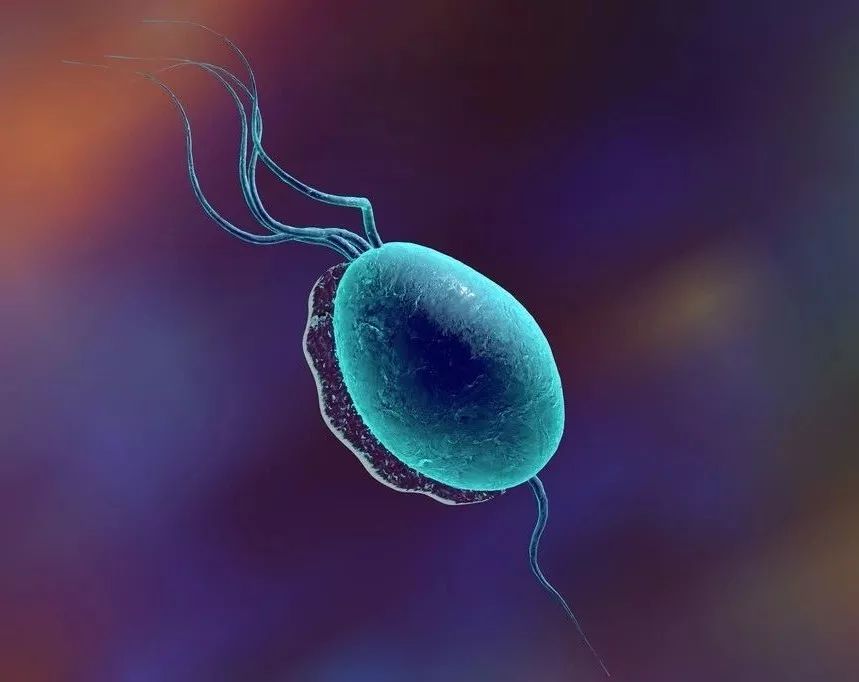 显微镜下白带异常有滴虫,白带里发现毛滴虫