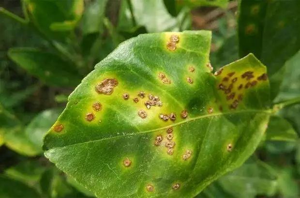 防治细菌真菌哪种杀菌剂最强,能杀灭所有真菌的杀菌剂