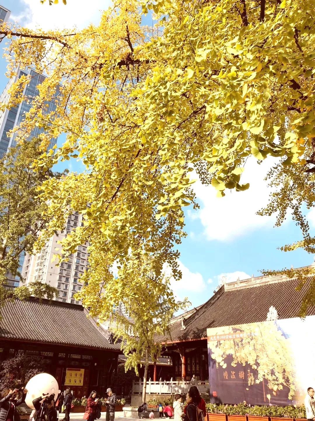成都锦江边最漂亮的银杏,成都银杏美图