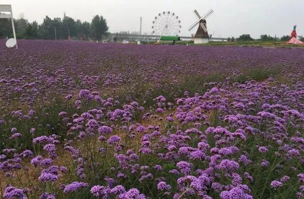 洛阳隐藏在山里的民宿,洛阳竟藏着这么一个绝美之地