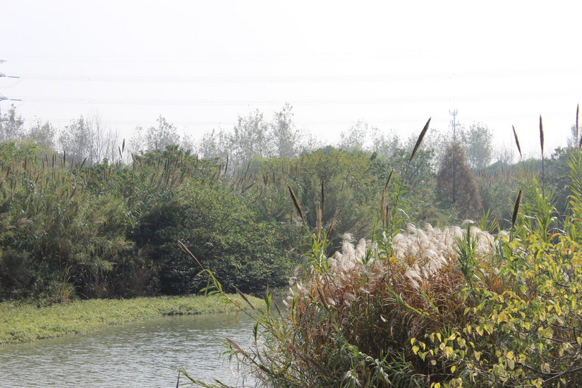 阳澄湖春季游玩攻略大全,阳澄湖秋天最美的地方