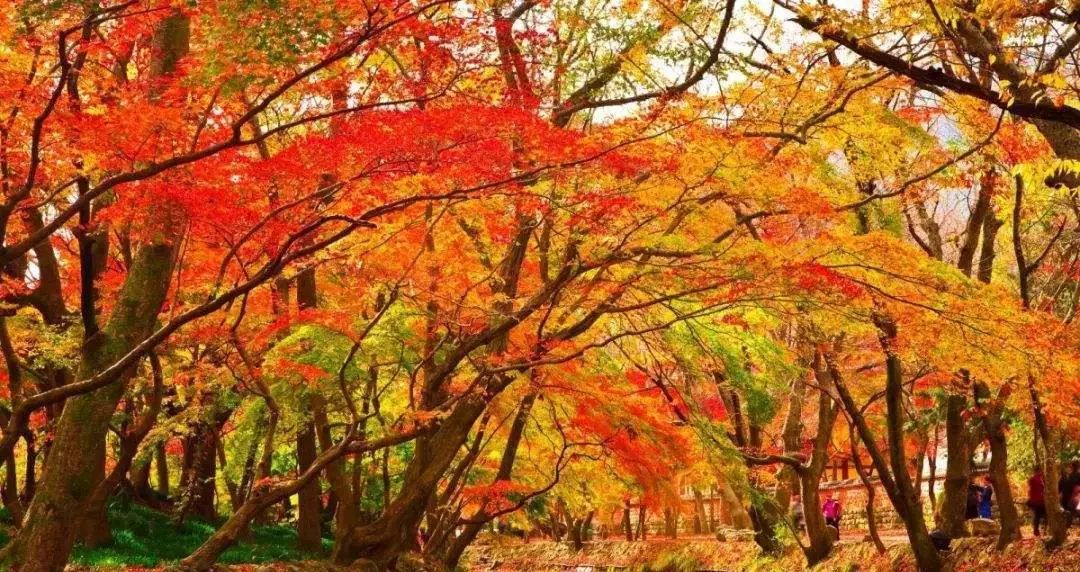 厉害了！再过不久，上海这些地方要“火”了！乘公共交通去围观