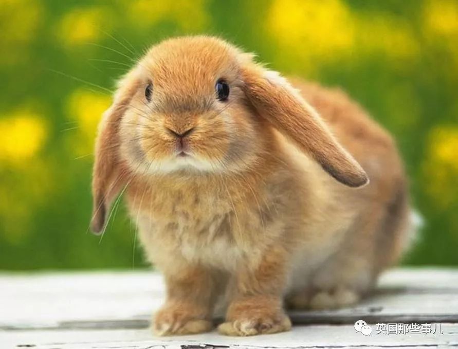 兔兔这么可爱为什么要吃它,兔兔这么可爱为什么要吃兔兔呢