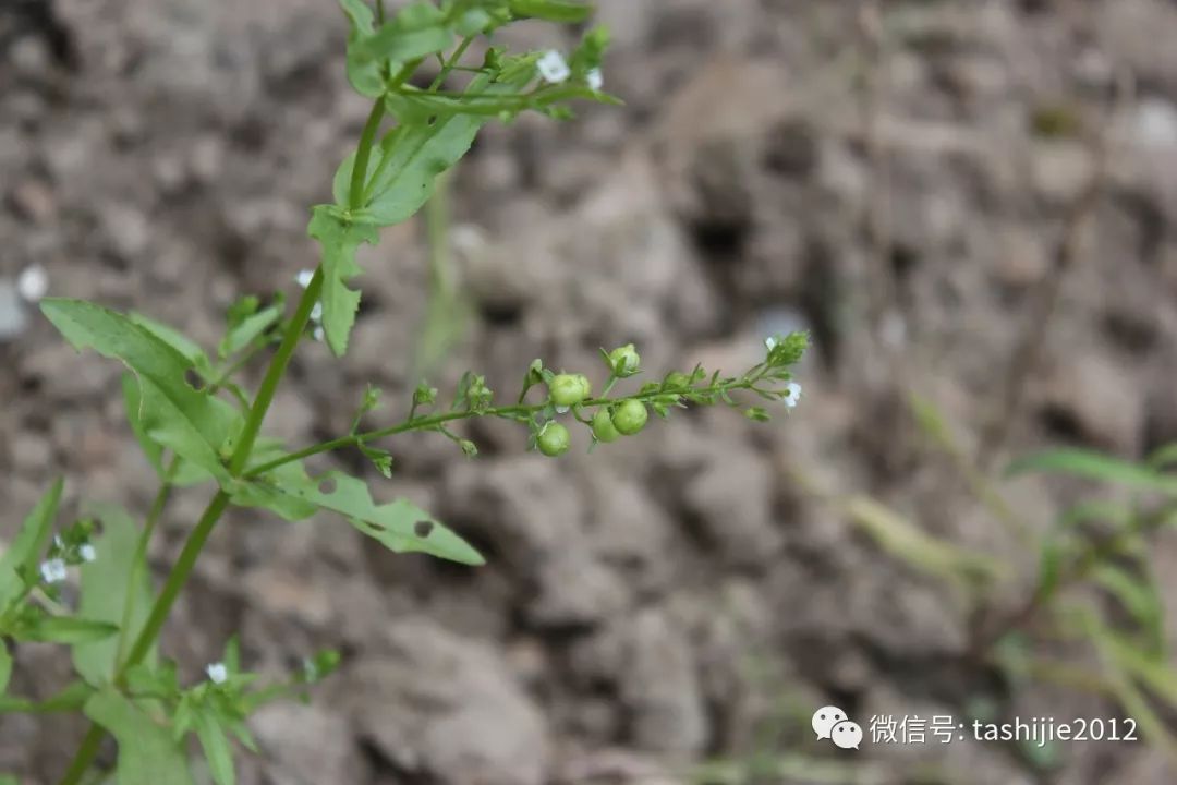 长毛的虫瘿,千奇百怪的虫子全集