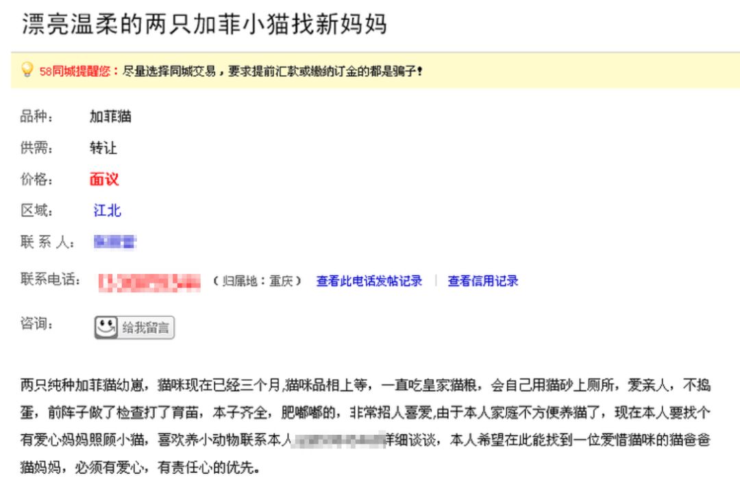 布偶猫多大可以领养,为什么不建议你领养布偶猫