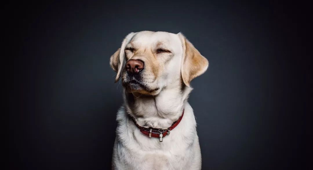 寄生虫在皮肤上是怎么样的,寄生虫怎么在狗的身上消灭