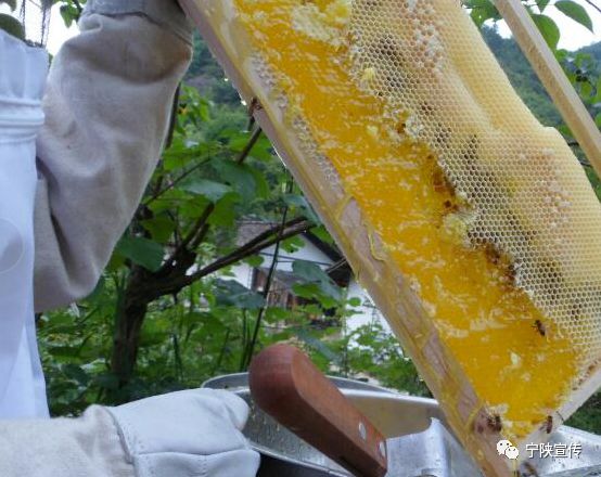 甜入心的宁陕“海棠蜜”……