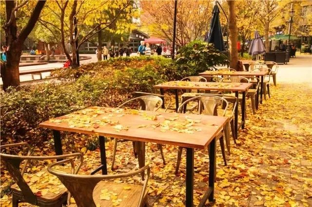 银杏打卡景点,成都周边打卡最美银杏观赏地