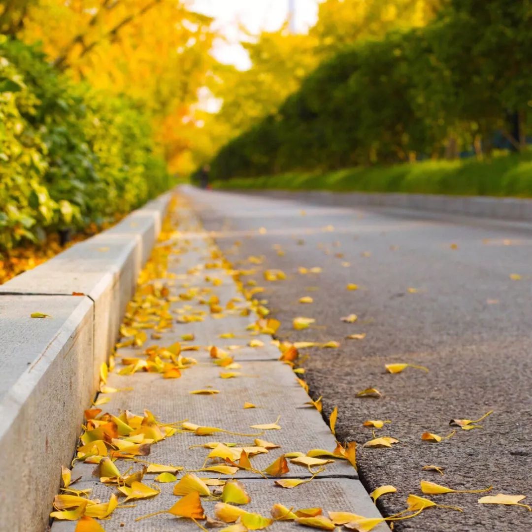 银杏打卡景点,成都周边打卡最美银杏观赏地