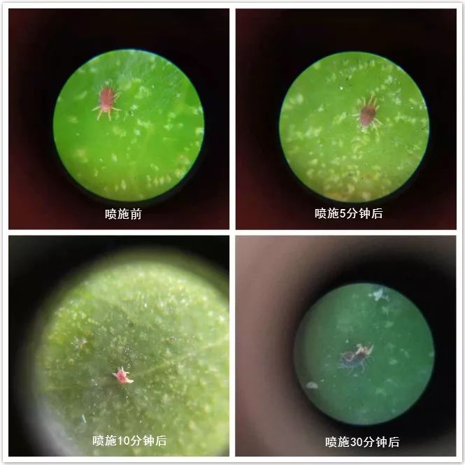 植保技术革命！有机硅、精油、有机氟等，谁将主宰500亿农业助剂市场？