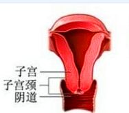 生殖系统中最常见的恶性肿瘤,什么是生殖系统最常见的良性肿瘤