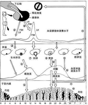 女性六项激素分别有什么作用,月经查六项激素有什么作用